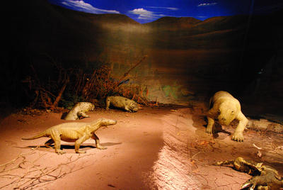 Bild vergrößern: Procynosuchus Modell im Museum