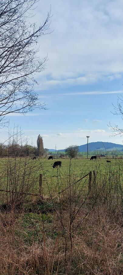 Bild vergrößern: Storchennest in Korbach