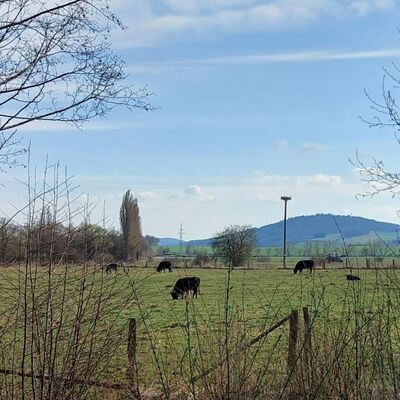 Storchennest in Korbach