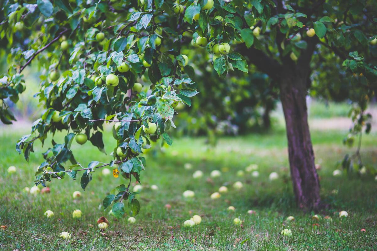 Obstbaum
