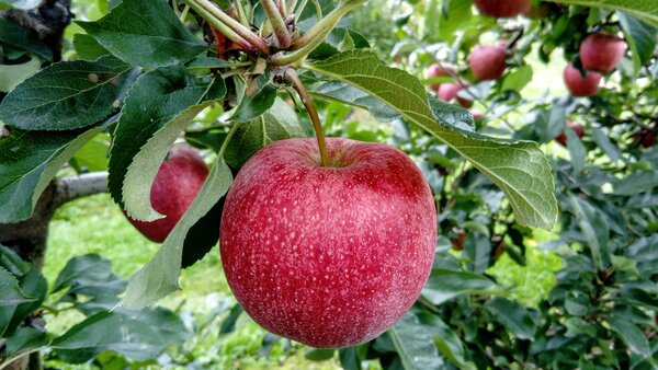 Bild vergr&ouml;&szlig;ern: Apfelbaum