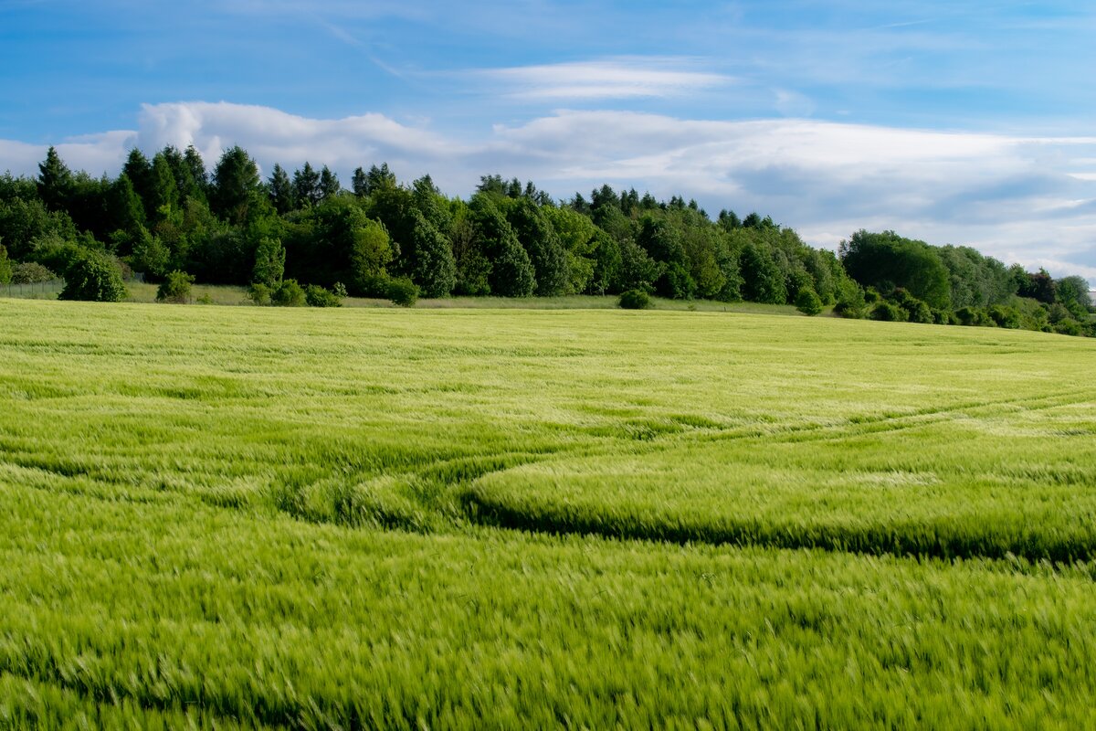 Kornfeld